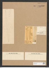 Nitzschia distans Greg. (de-Toni-Nr.: Genus 47, Species 2083) Zeichnungen Sammlung Grunow Nr. 4122 (NHMW-BOT-W0371993)